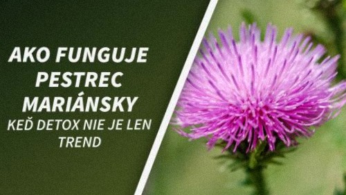 Keď detox nie je len trend: ako funguje pestrec mariánsky